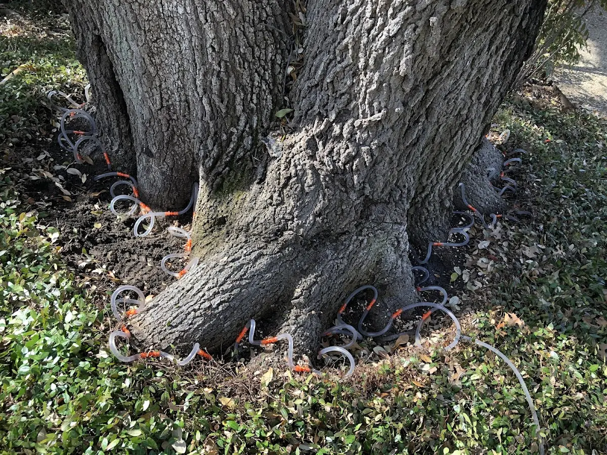 Detailed Tree Cabling and Bracing job site in Piedmont